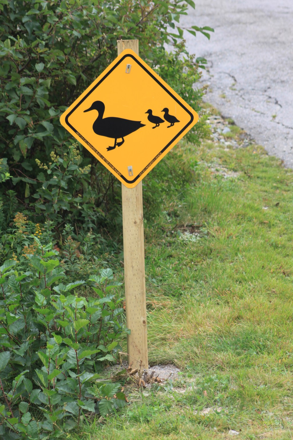 Targa Newfoundland –&nbsp;Gander