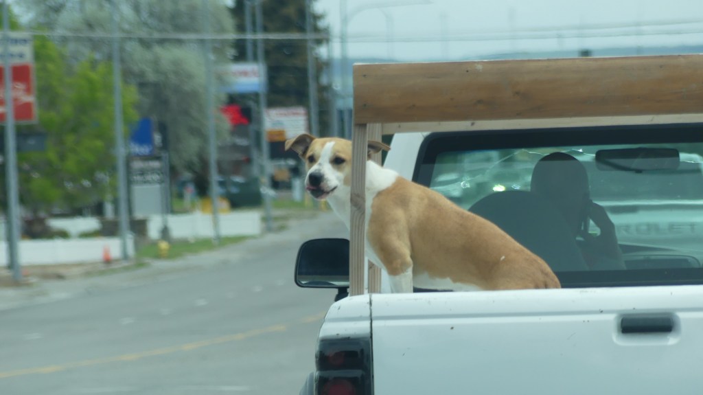 On the Road–Man’s Best Friend Along for the Ride